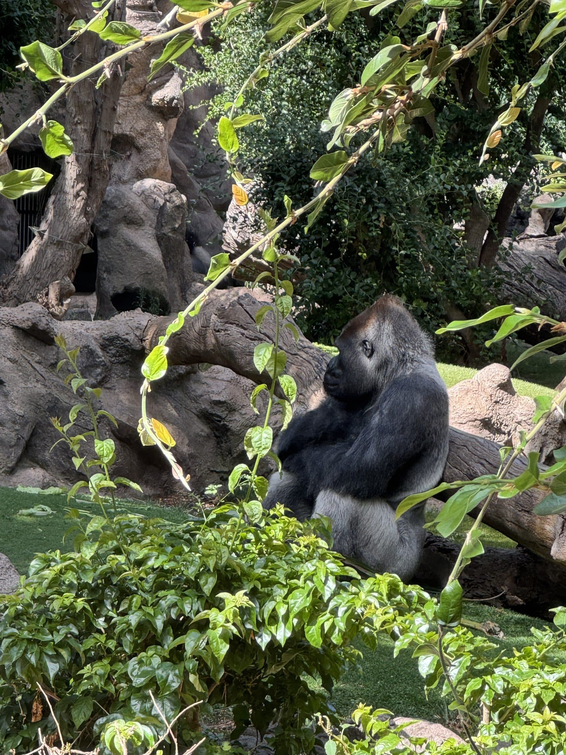 A silverback gorilla resting in a naturalistic, rock-and-greenery enclosure at Loro Parque, Tenerife.