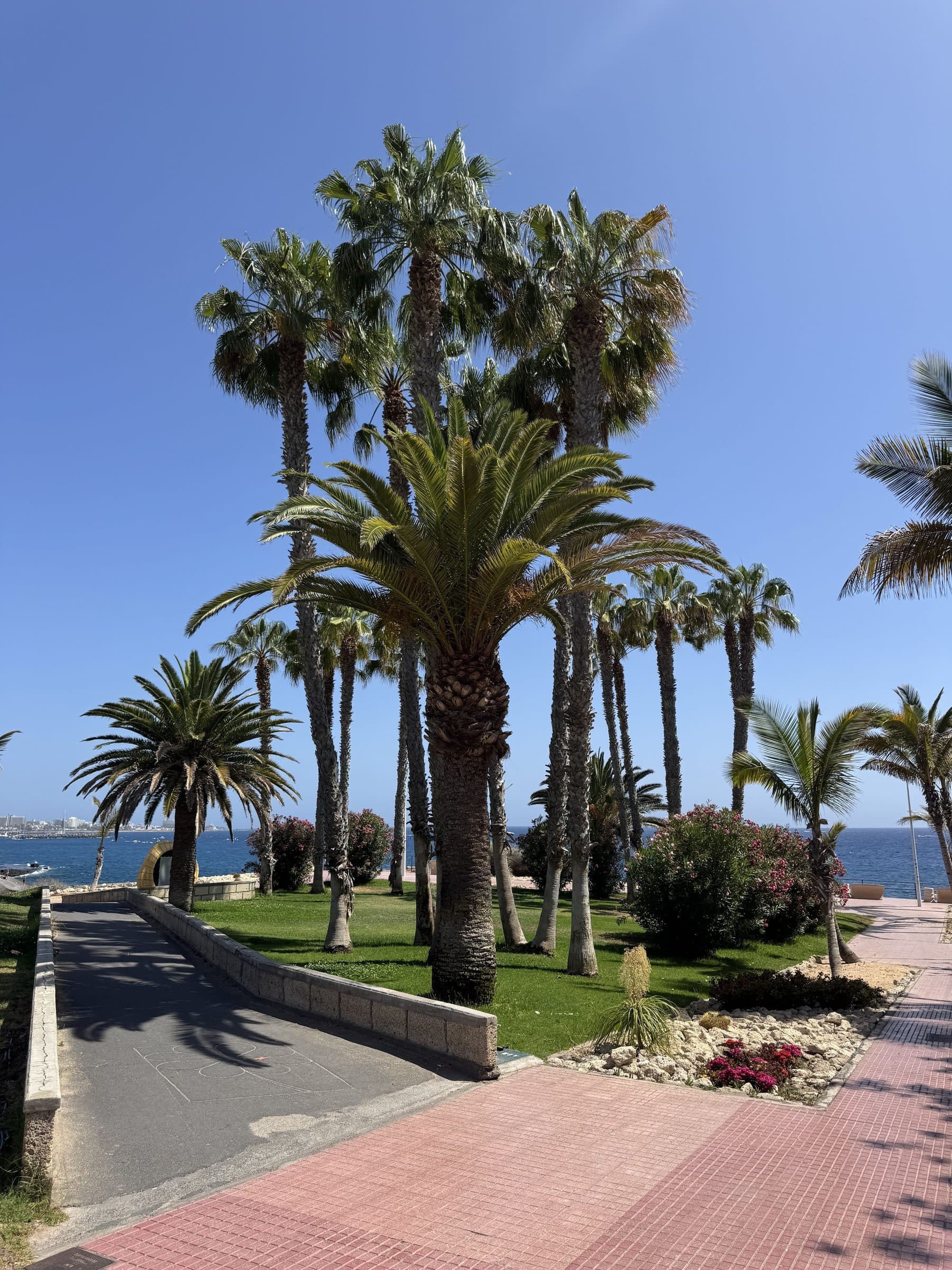 Tall palm trees against open blue sky with the sea and foreground below, Tenerife.